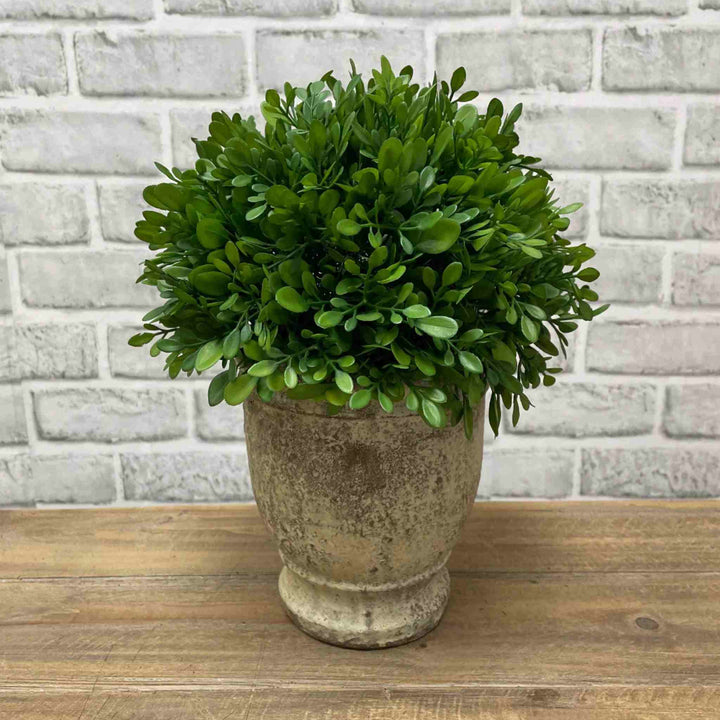 BOXWOOD IN CEMENT POT