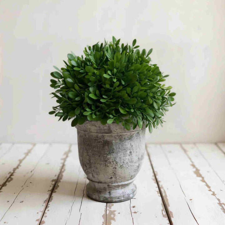 BOXWOOD IN CEMENT POT