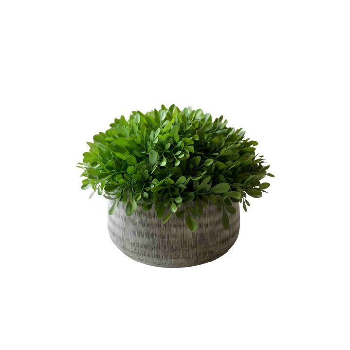 BOXWOOD IN CEMENT POT