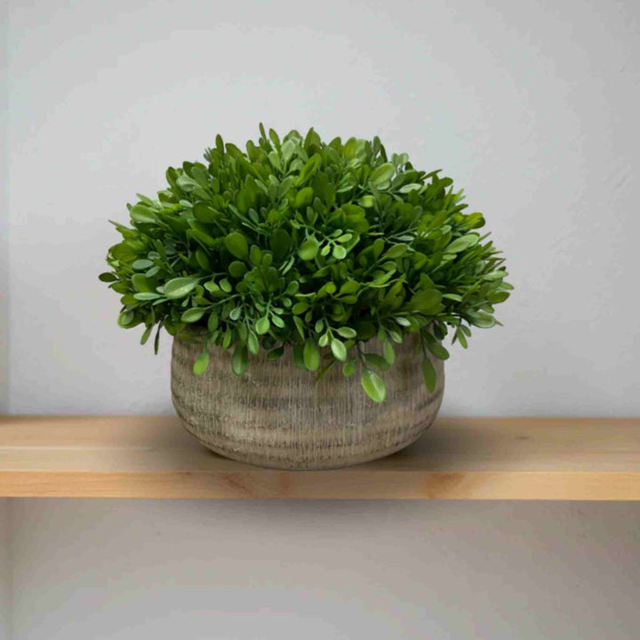 BOXWOOD IN CEMENT POT