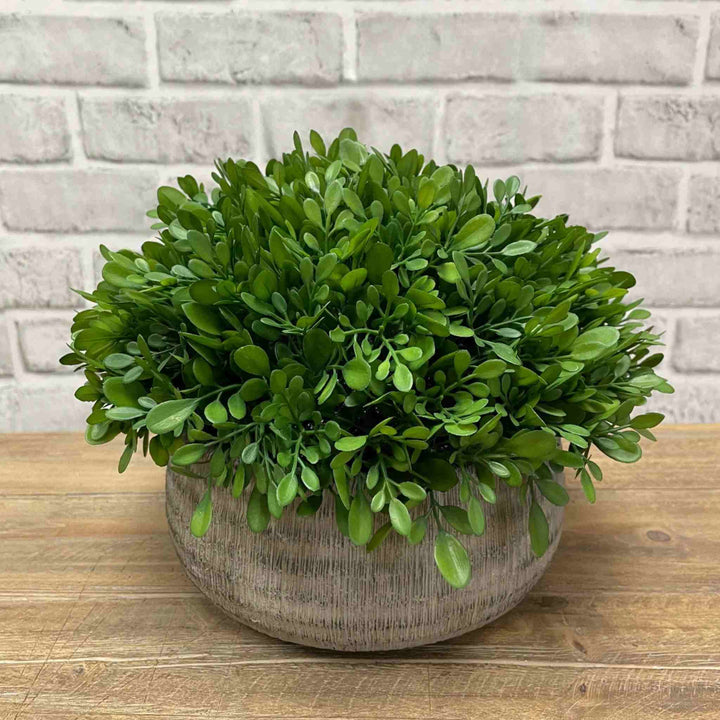 BOXWOOD IN CEMENT POT