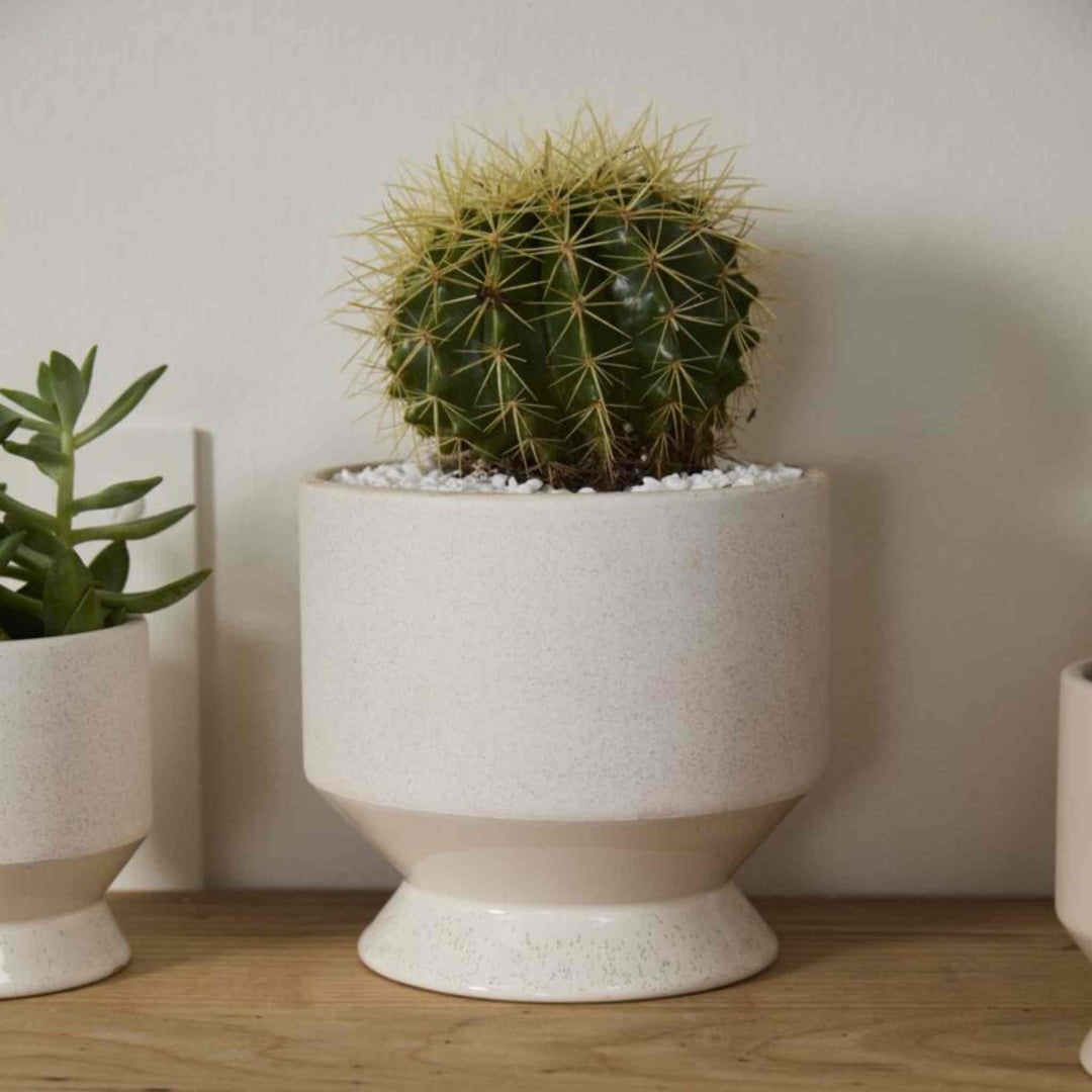 PASADENA POT