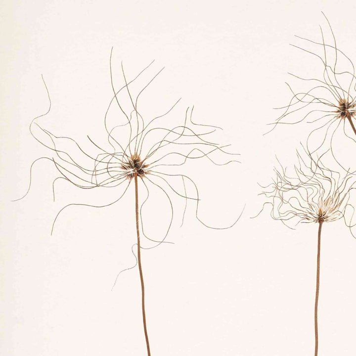BOTANICAL IN UMBER, FRAMED ART