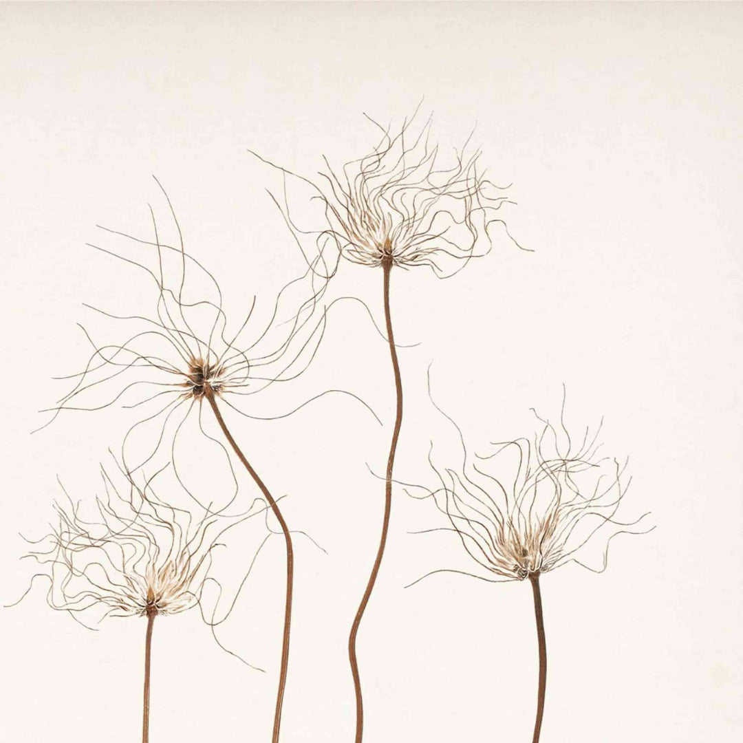BOTANICAL IN UMBER, FRAMED ART