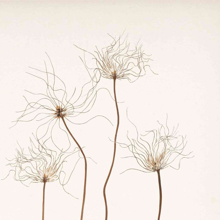 BOTANICAL IN UMBER, FRAMED ART