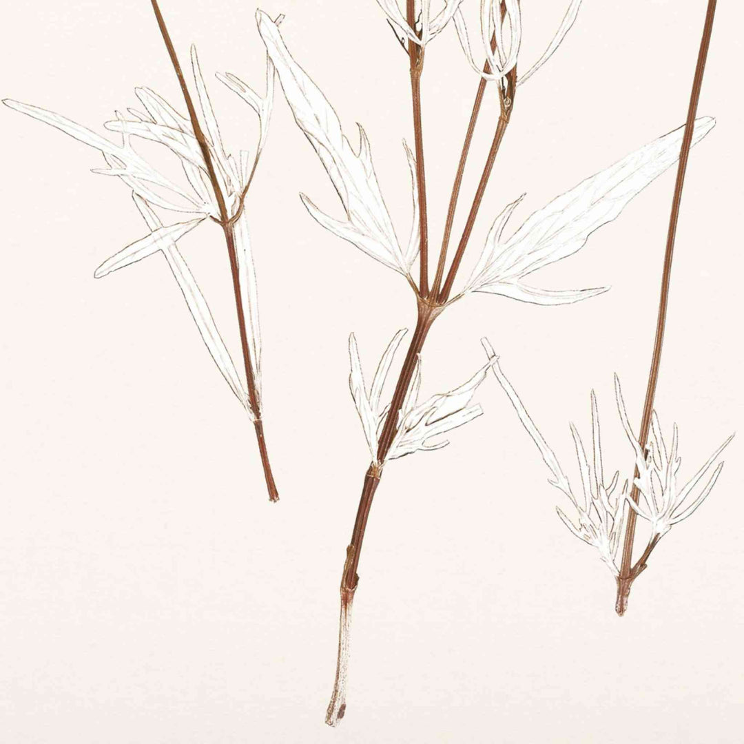 BOTANICAL IN UMBER, FRAMED ART