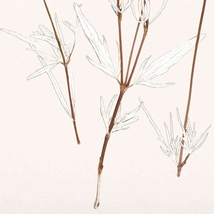 BOTANICAL IN UMBER, FRAMED ART