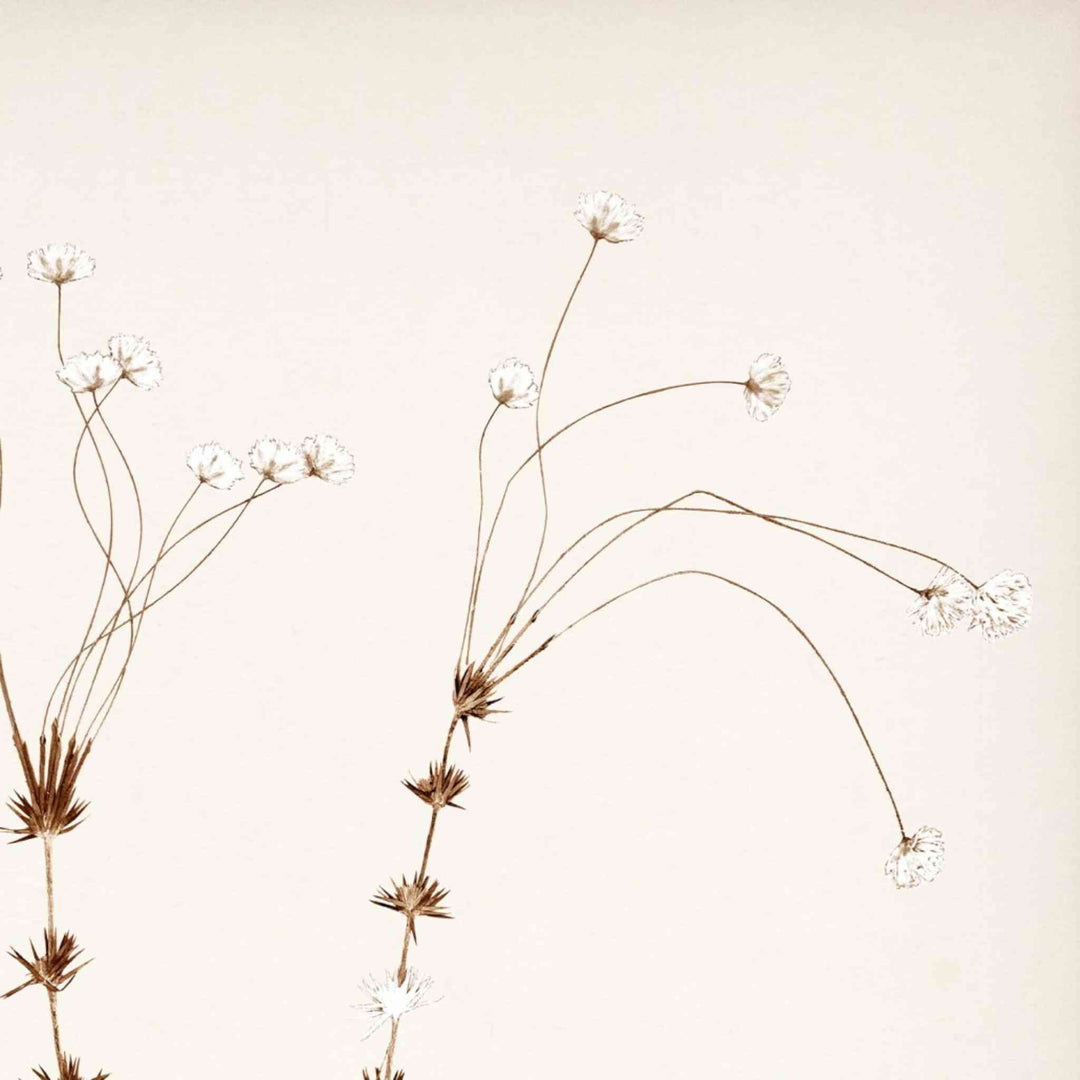 BOTANICAL IN UMBER, FRAMED ART