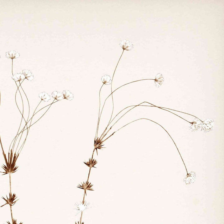 BOTANICAL IN UMBER, FRAMED ART