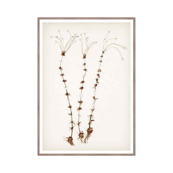 BOTANICAL IN UMBER, FRAMED ART