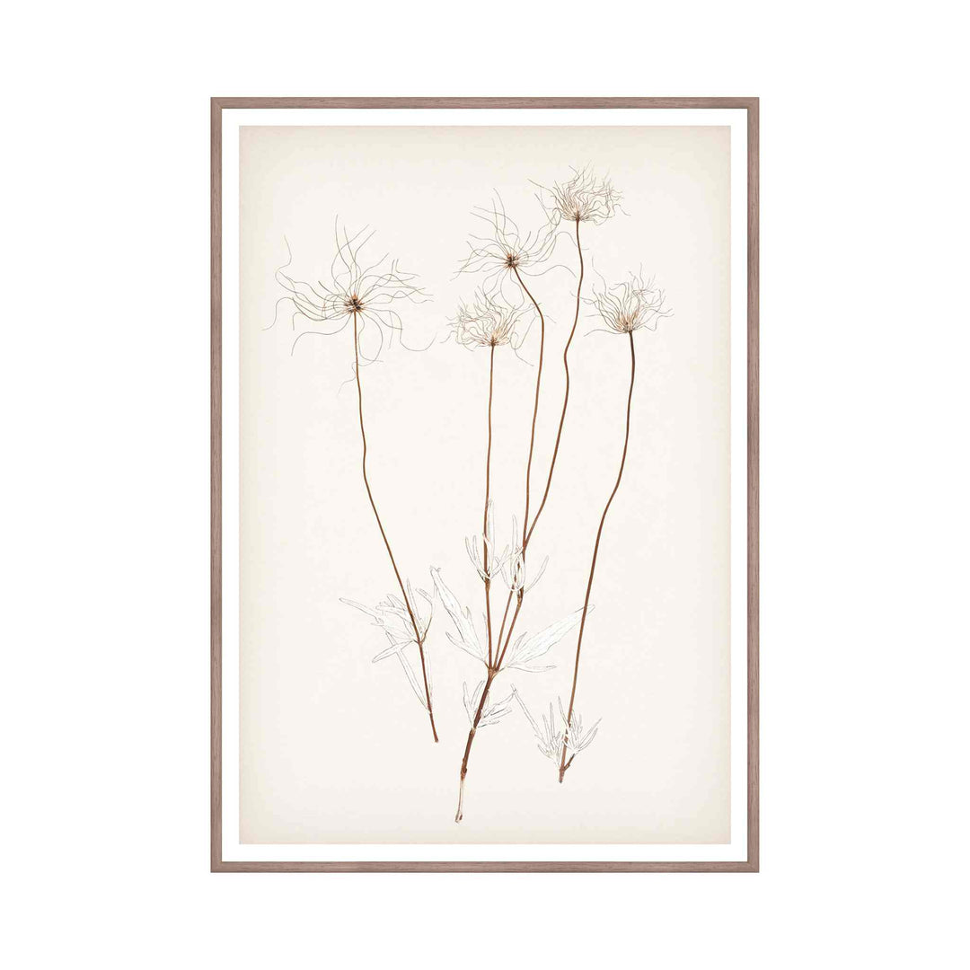 BOTANICAL IN UMBER, FRAMED ART