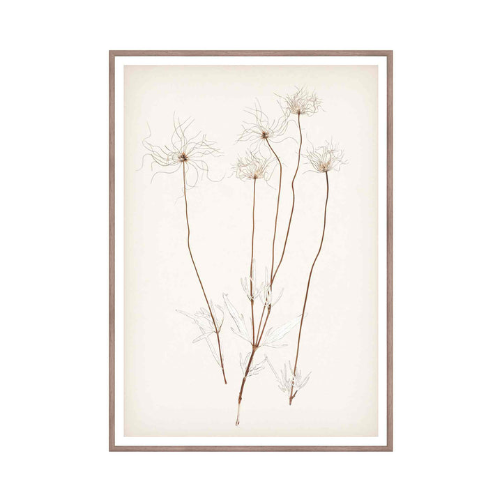 BOTANICAL IN UMBER, FRAMED ART