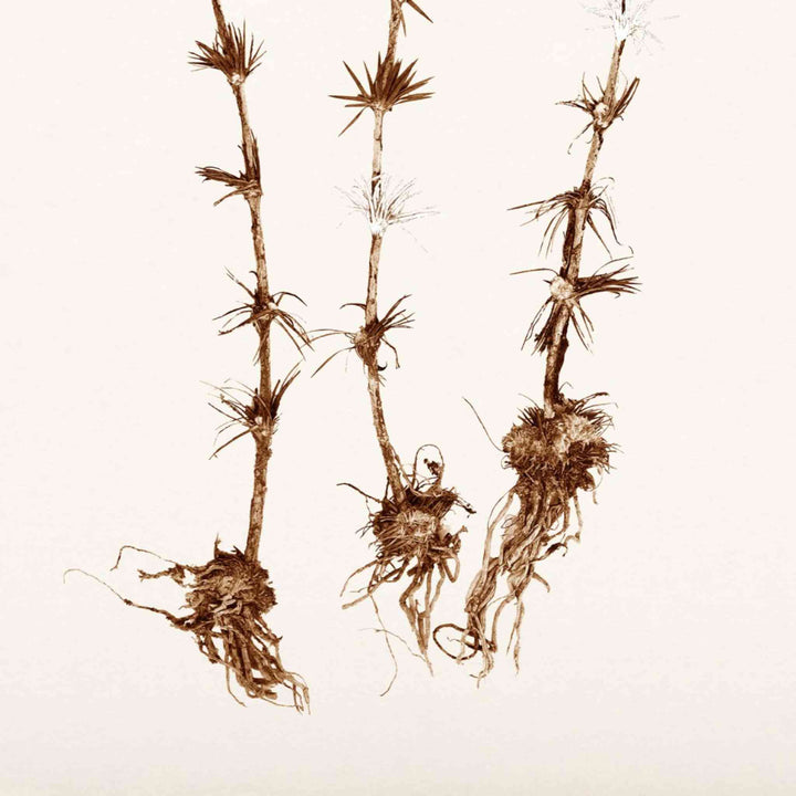 BOTANICAL IN UMBER, FRAMED ART