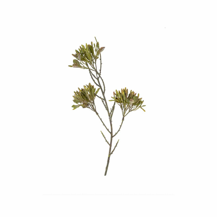 GREEN SEED BRANCH