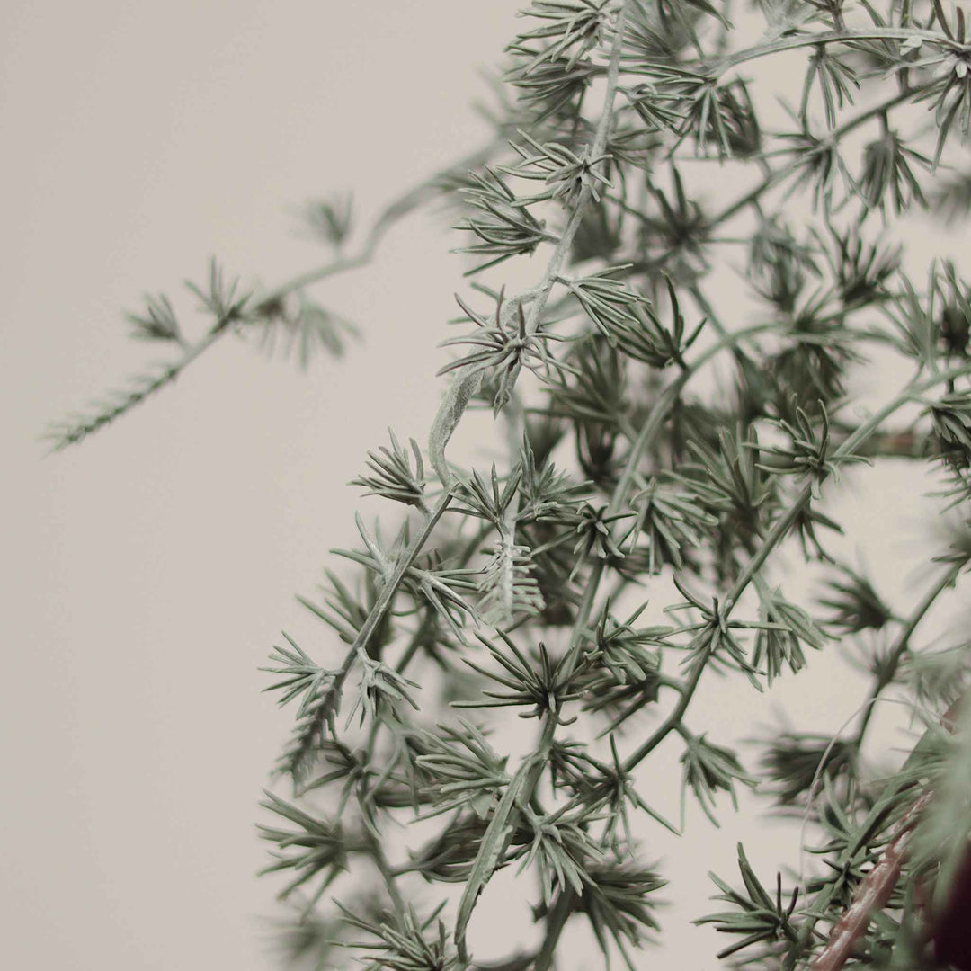 FROSTED JUNIPER SPRIG