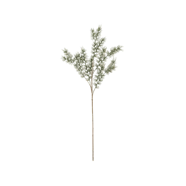 CYPRESS SPRIG