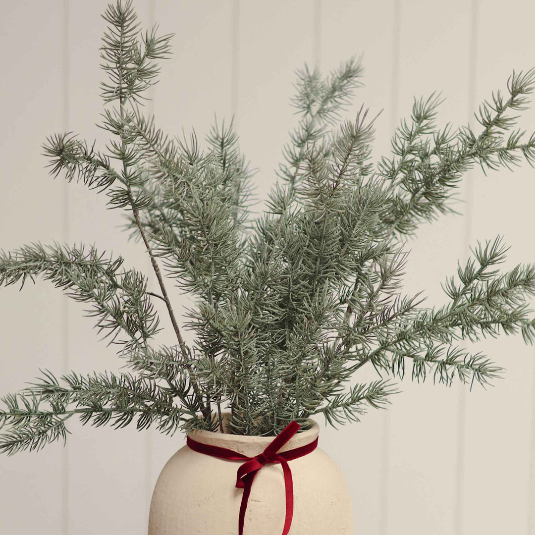 CYPRESS SPRIG