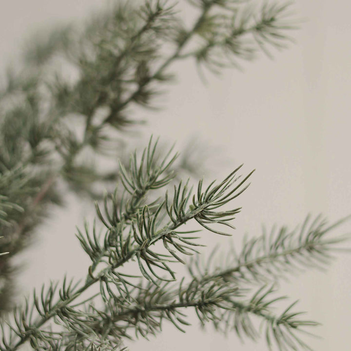 CYPRESS SPRIG