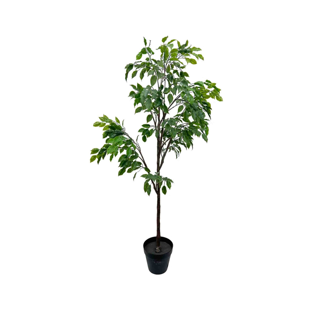 FICUS TREE, 5&