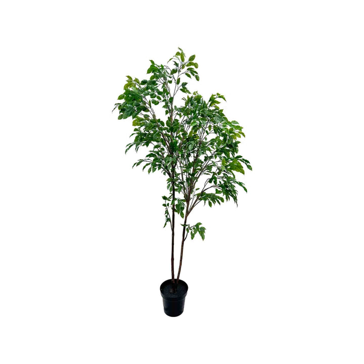FICUS TREE, 5&