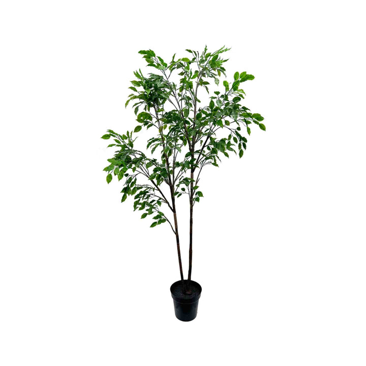FICUS TREE, 5&