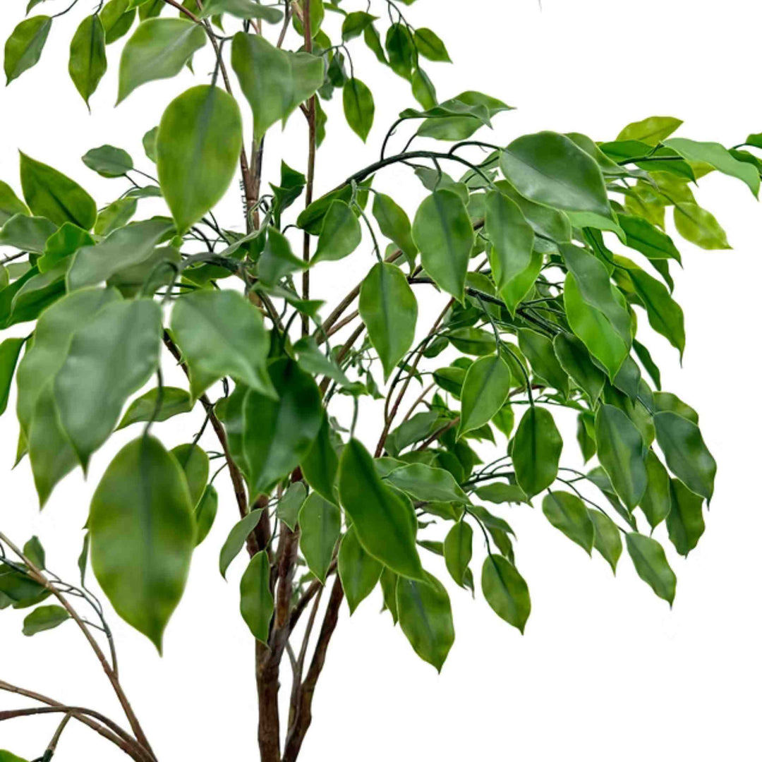 FICUS TREE, 5&