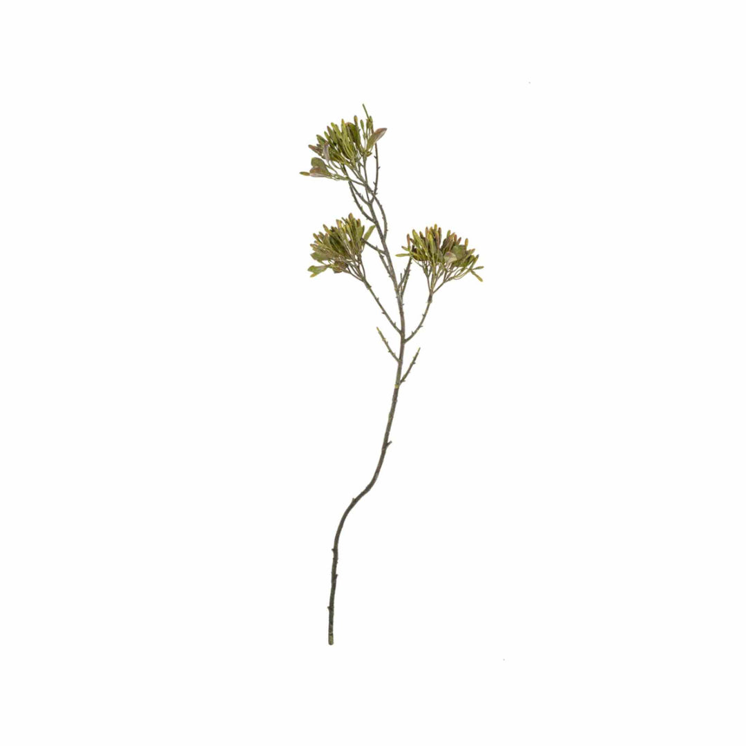 GREEN SEED BRANCH