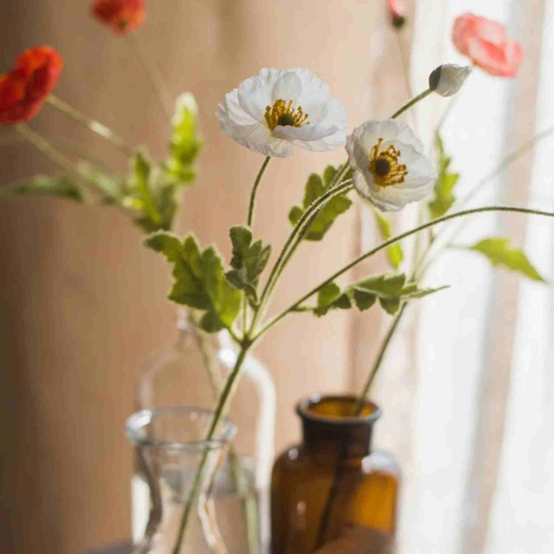 COMMON POPPY STEM