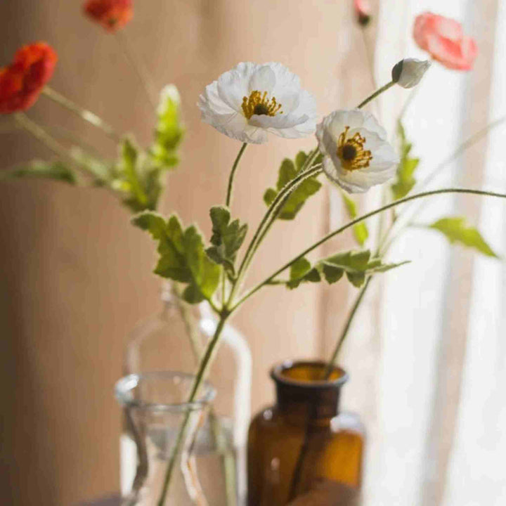 COMMON POPPY STEM