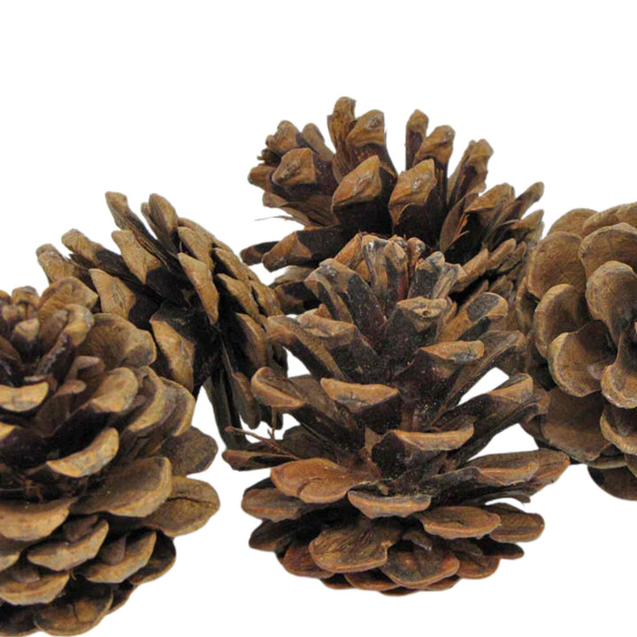 RED PINE CONES, BAG