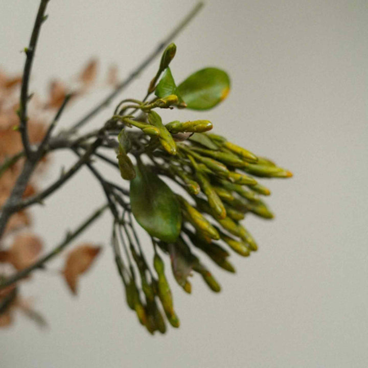GREEN SEED BRANCH