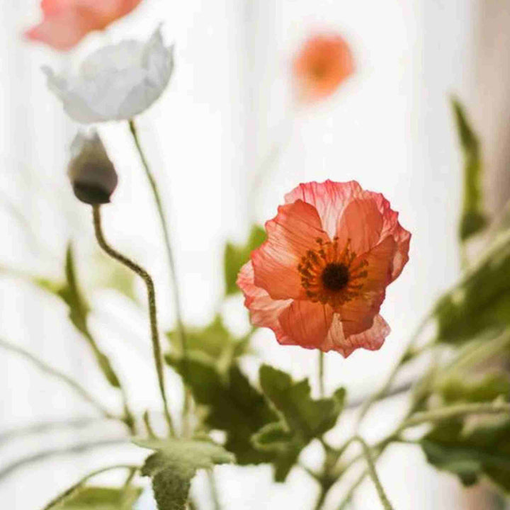 COMMON POPPY STEM