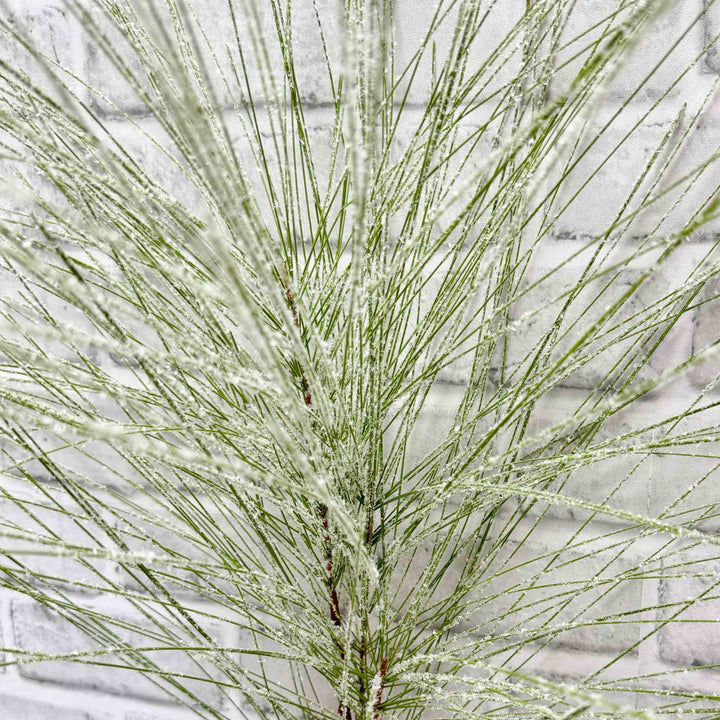 SNOWY LONG NEEDLE PINE SPRAY
