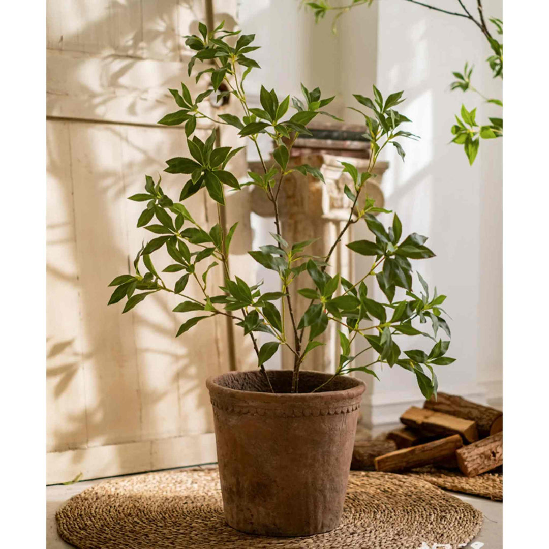 JAPANESE ENKIANTHUS TREE