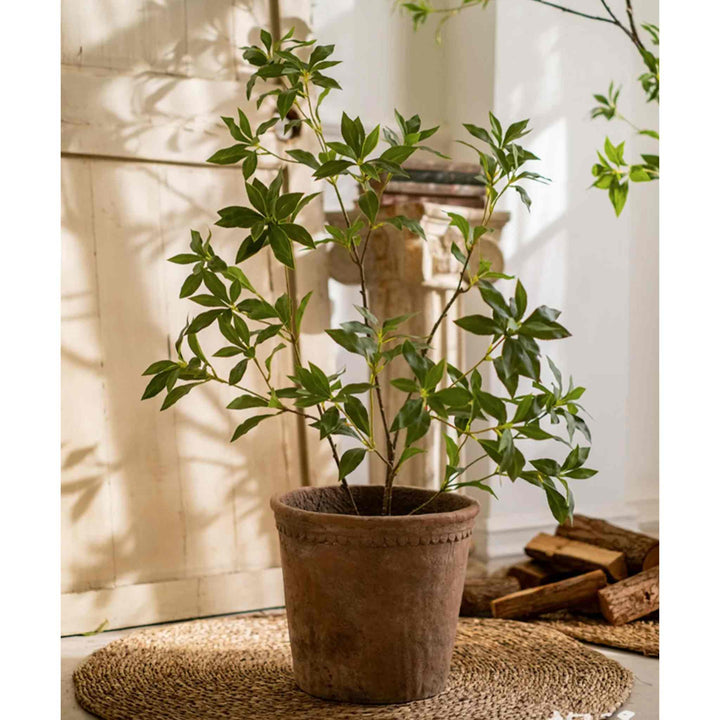 JAPANESE ENKIANTHUS TREE