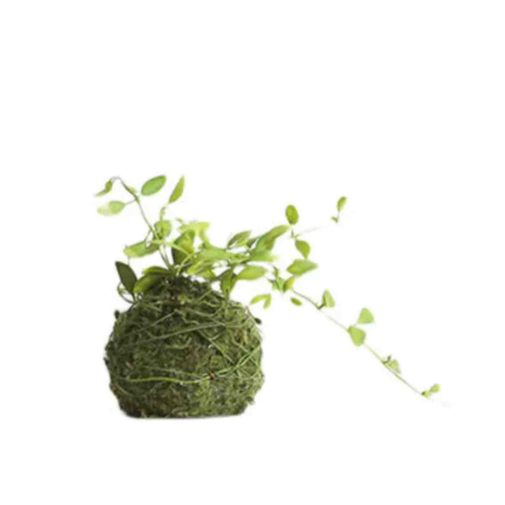 MOSSY MEADOW BALL