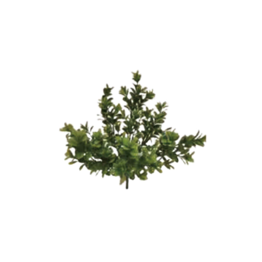 MELON SEED LEAVES SPRAY