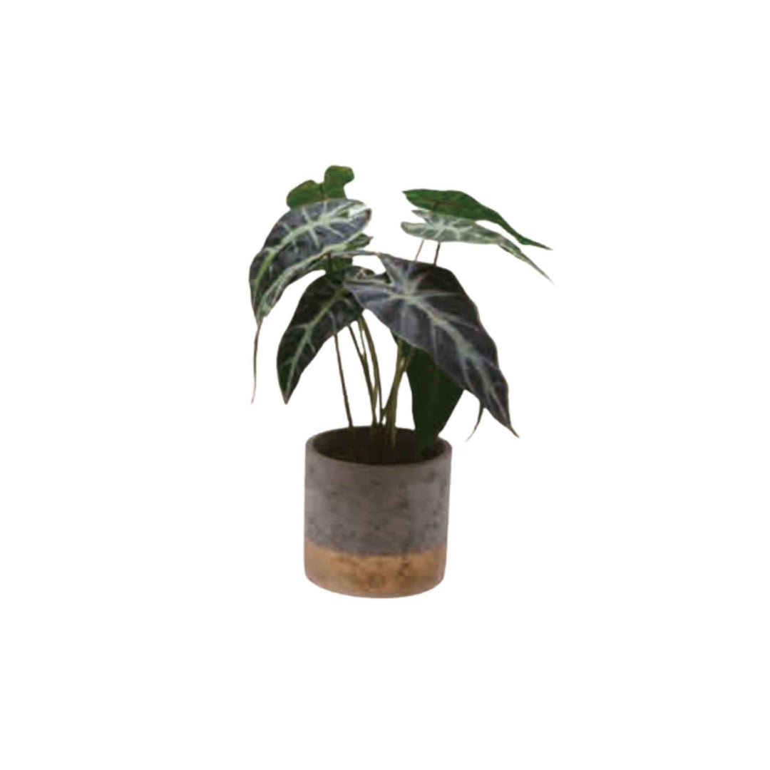 ROHDEA PLANT