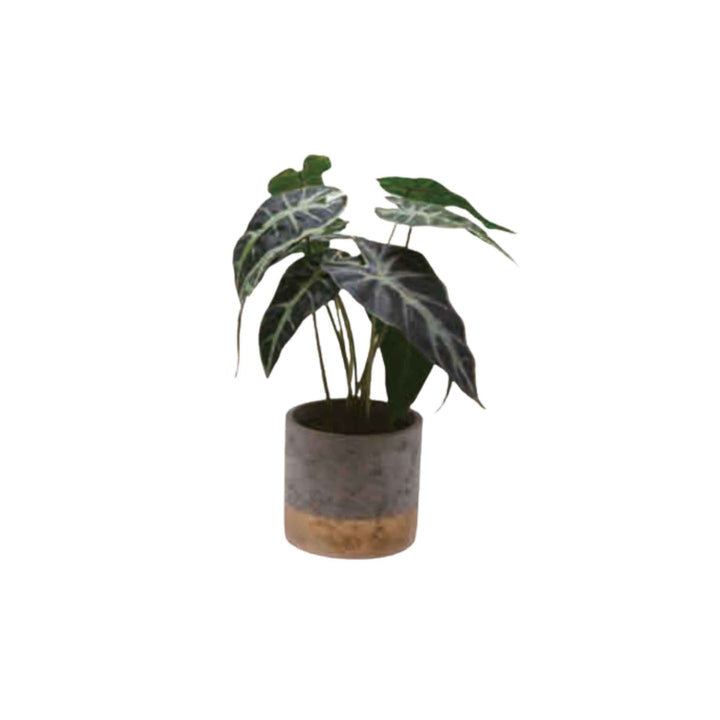 ROHDEA PLANT
