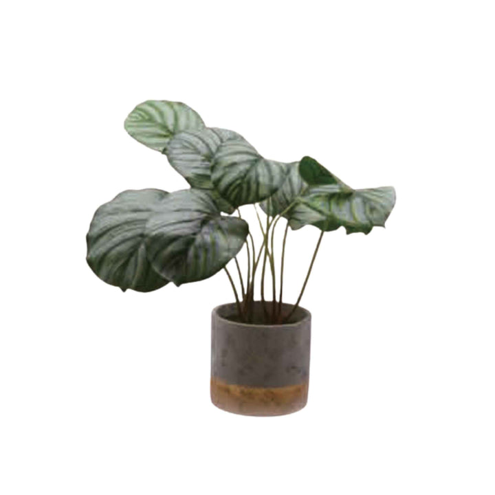 ROHDEA PLANT