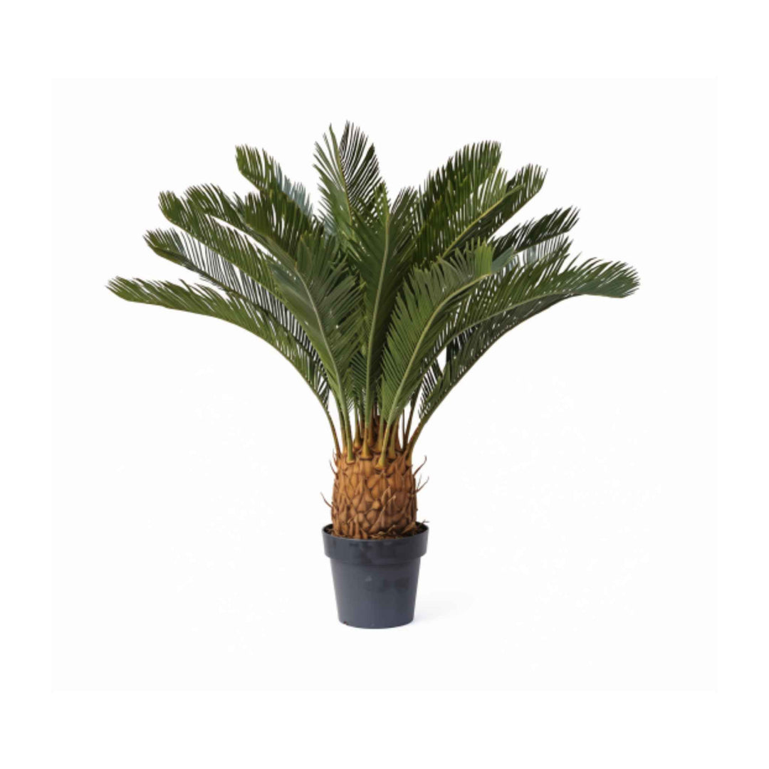 CYCAS PLANT, 36"