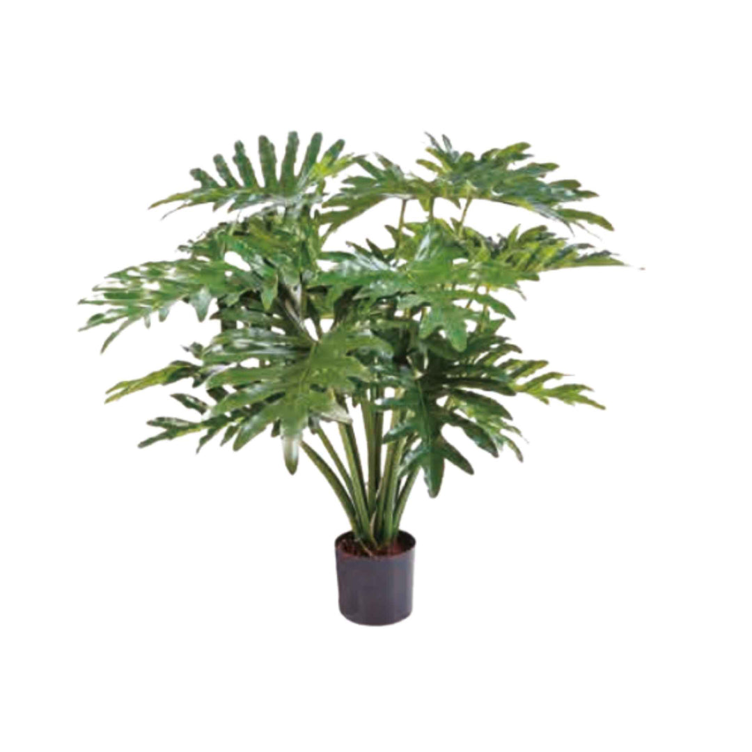 PHILODENDRON PLANT, 36"