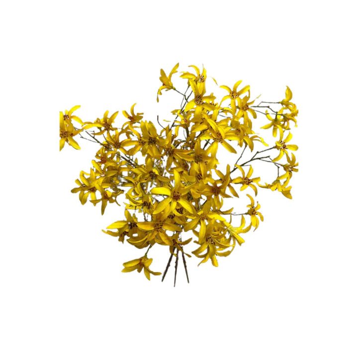 FORSYTHIA BUNDLE