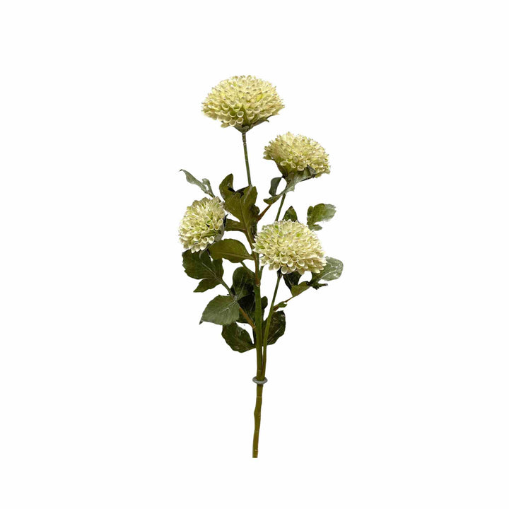 CREAM SCABIOUSA SPRAY