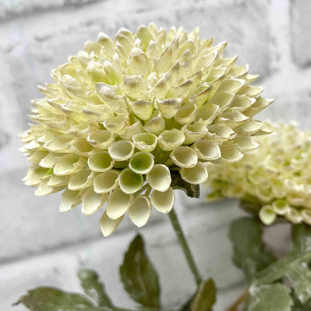 CREAM SCABIOUSA SPRAY