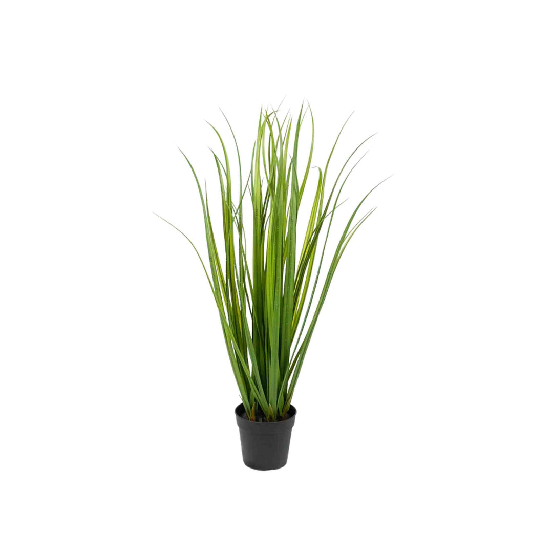 LEMONGRASS PLANT