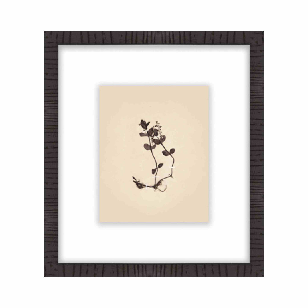 BOTANICAL, FRAMED ART