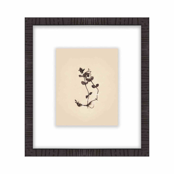 BOTANICAL, FRAMED ART