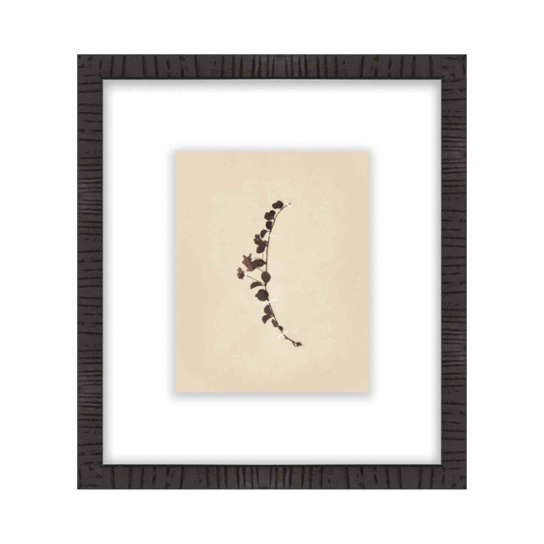 BOTANICAL, FRAMED ART