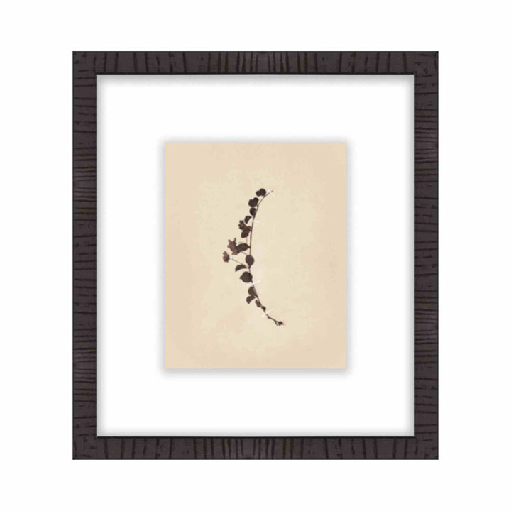 BOTANICAL, FRAMED ART